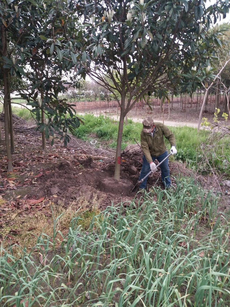 枇杷树自家苗圃大量供应3至10公分包成活