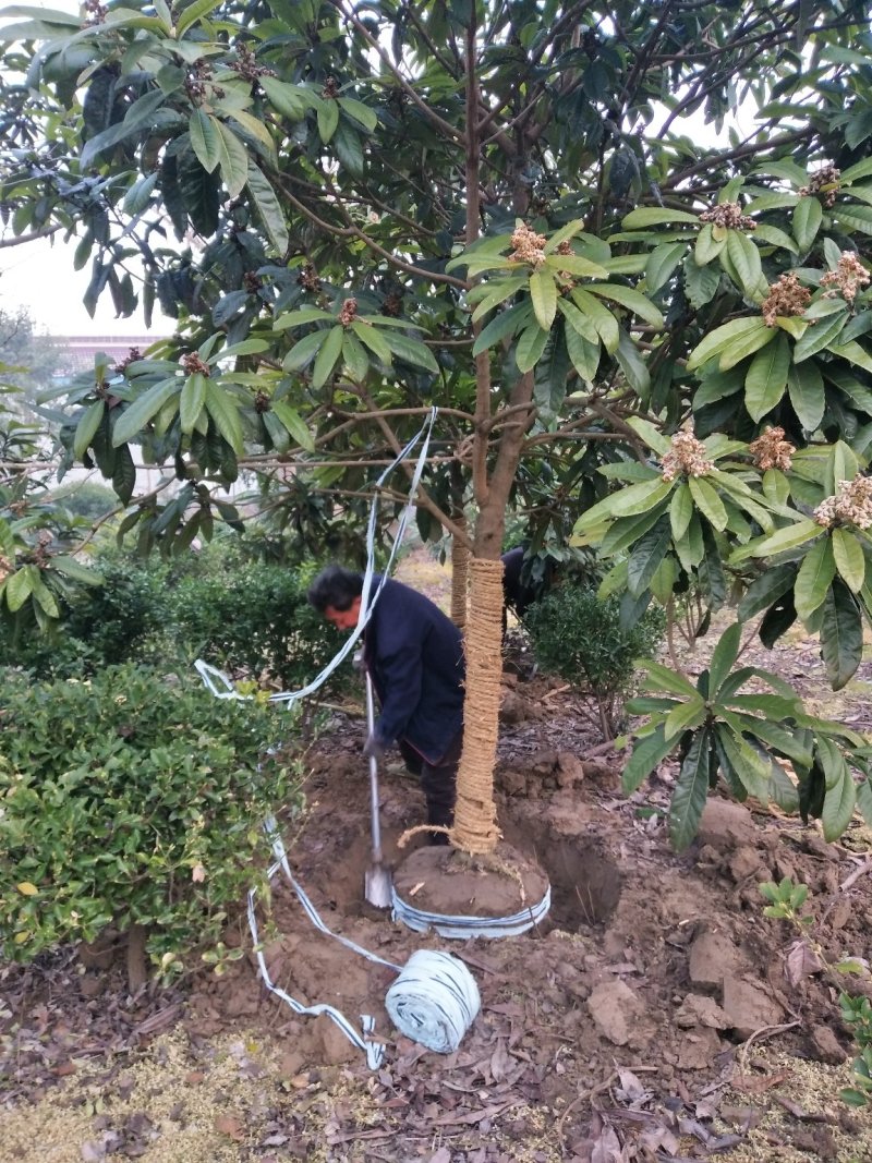 枇杷树自家苗圃大量供应3至10公分包成活