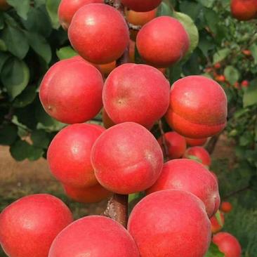 杏树苗荷兰香蜜杏，珍珠油杏丰园红杏树，包品种供技术指导