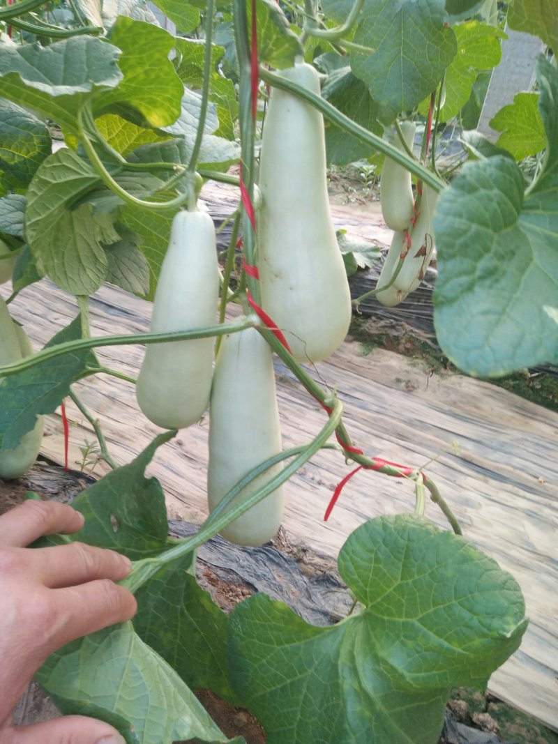 博洋甜瓜，《博洋61甜瓜》，博洋九号，大量出售