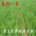 柏树苗松柏侧柏树苗扁柏圆柏松树塔柏宝塔松龙柏苗墓地柏树四