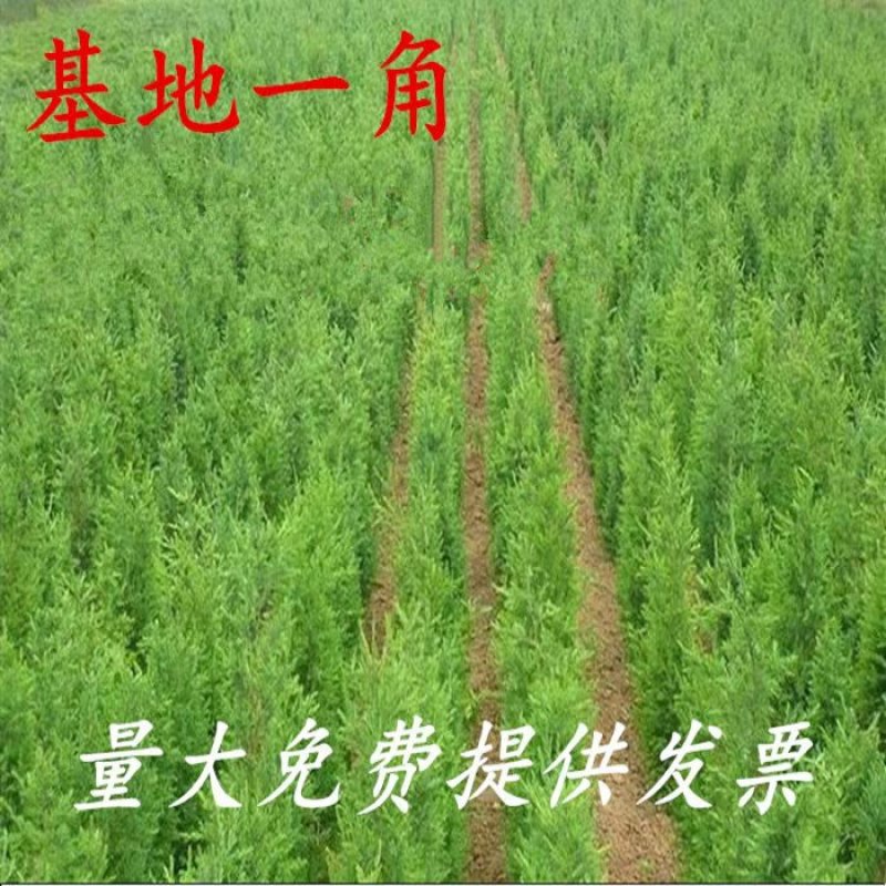 柏树苗松柏侧柏树苗扁柏圆柏松树塔柏宝塔松龙柏苗墓地柏树四