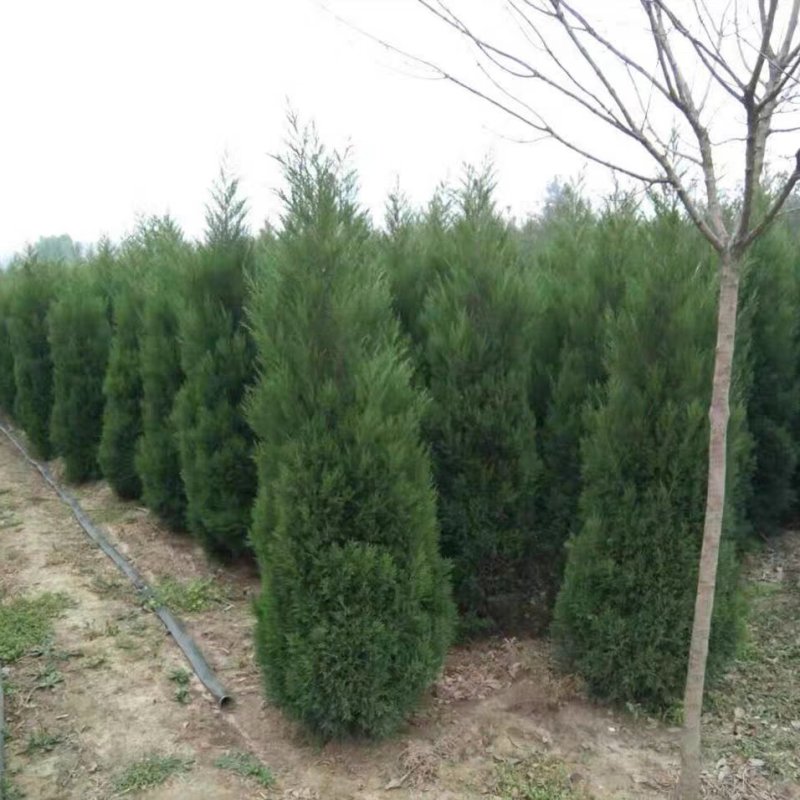 柏树苗松柏侧柏树苗扁柏圆柏松树塔柏宝塔松龙柏苗墓地柏树四