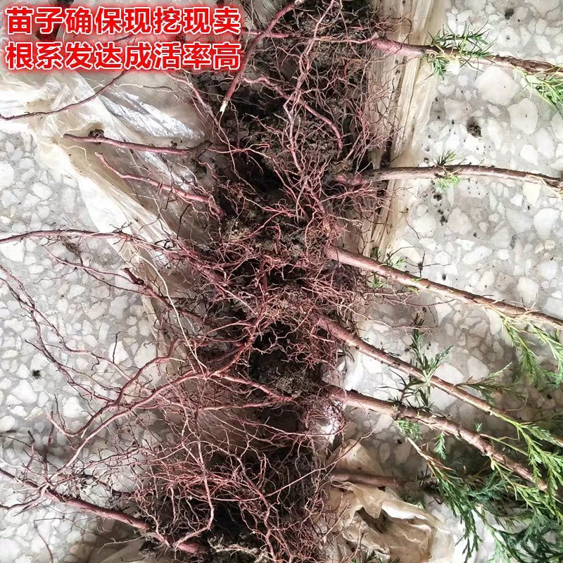 柏树苗松柏侧柏树苗扁柏圆柏松树塔柏宝塔松龙柏苗墓地柏树四