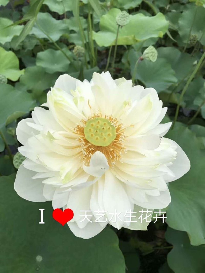 荷花睡莲芦苇水藻等