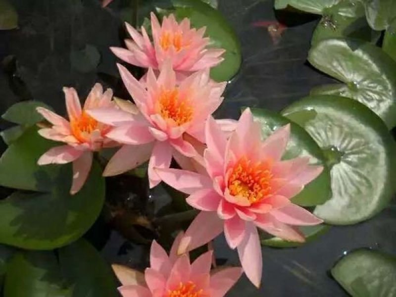 荷花睡莲芦苇水藻等