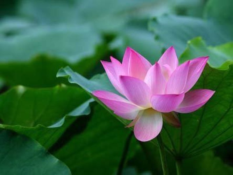 荷花睡莲芦苇水藻等