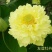 荷花睡莲芦苇水藻等