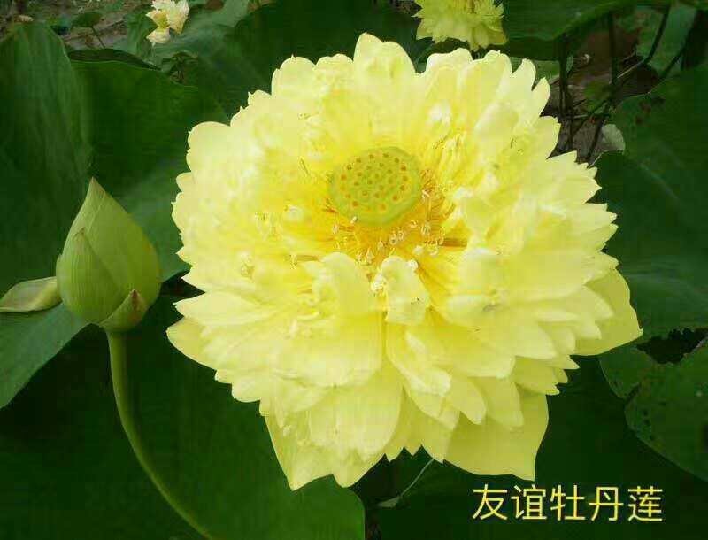 荷花睡莲芦苇水藻等