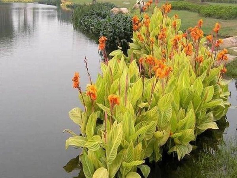 荷花睡莲芦苇水藻等