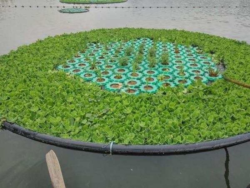 荷花睡莲芦苇水藻等