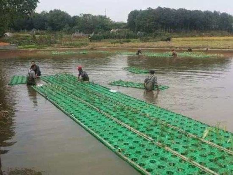 荷花睡莲芦苇水藻等
