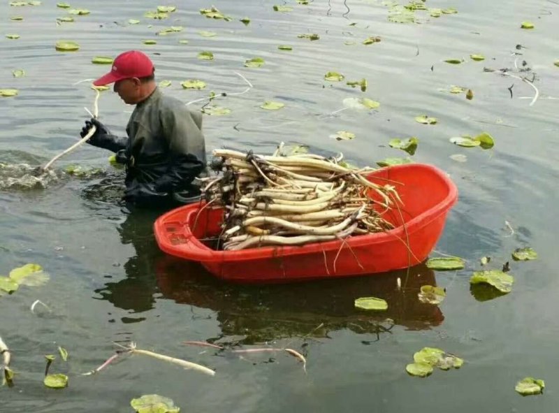 荷花睡莲芦苇水藻等