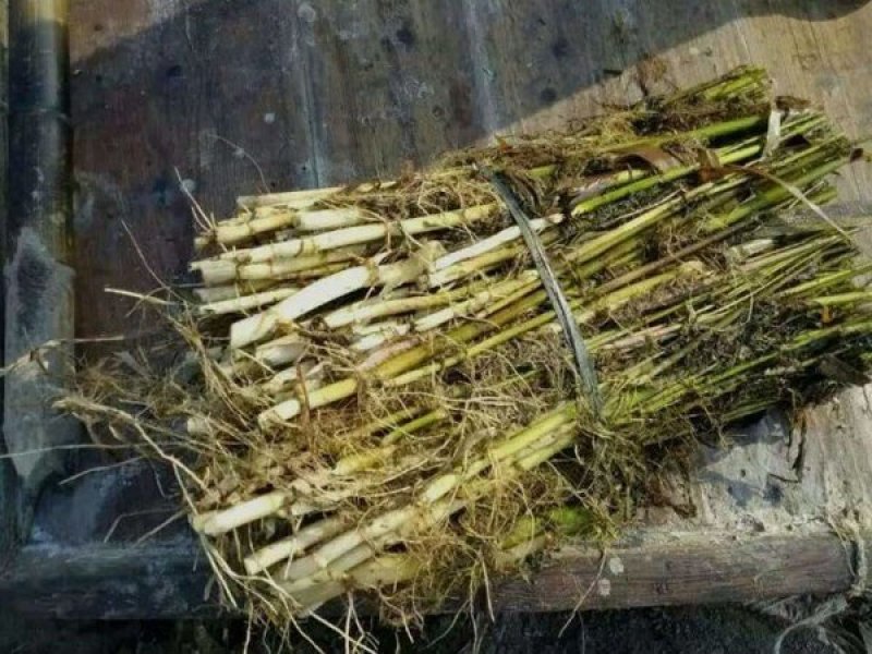 荷花睡莲芦苇水藻等
