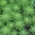荷花睡莲芦苇水藻等
