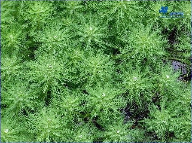 荷花睡莲芦苇水藻等