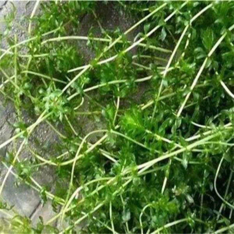 荷花睡莲芦苇水藻等