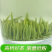 富硒鹤峰香润茶叶春茶芽茶袋装多规格