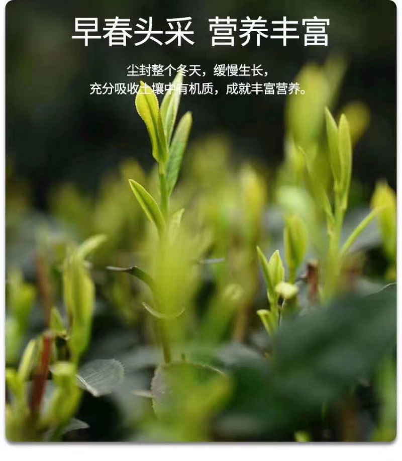 富硒鹤峰香润茶叶春茶芽茶袋装多规格