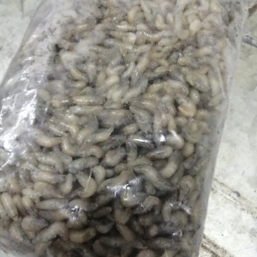 观赏鱼食料