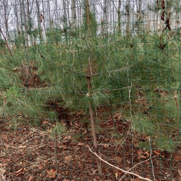 油松三十公分到一米以上杯苗