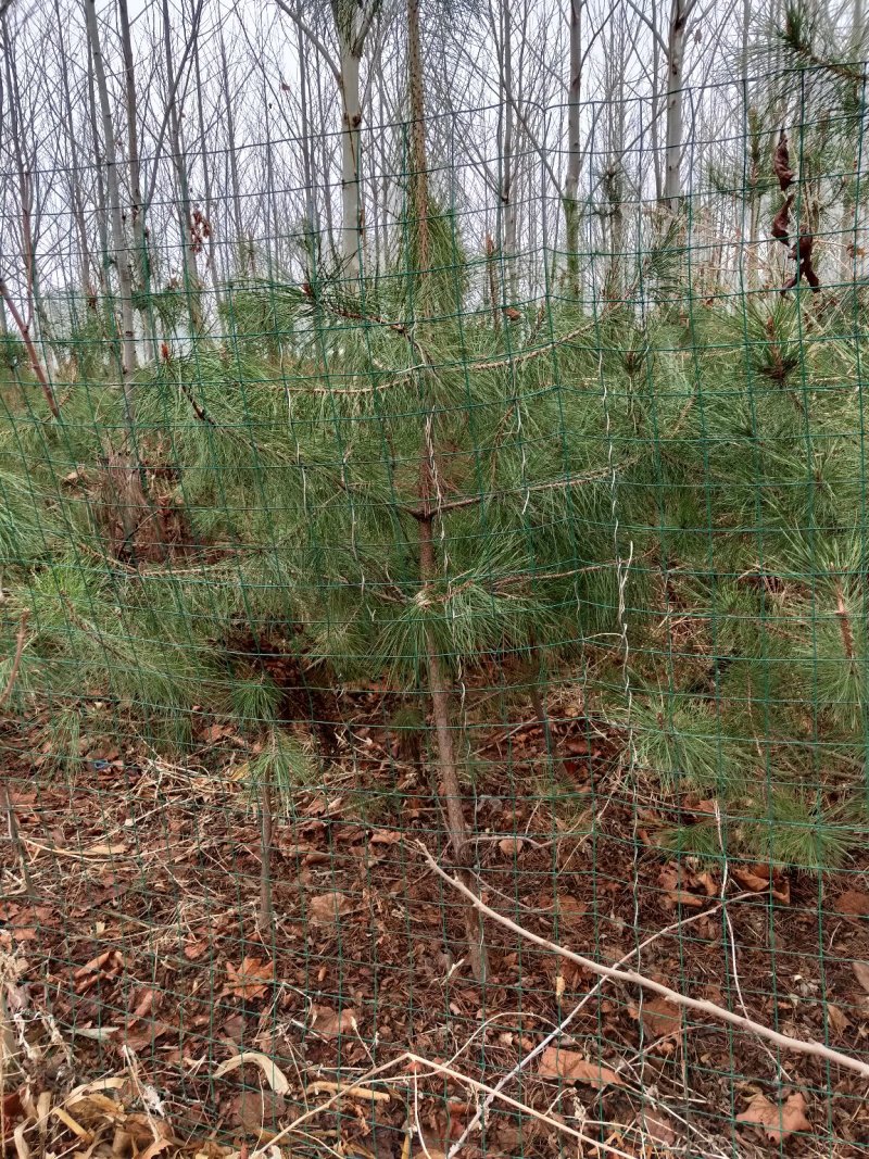 油松三十公分到一米以上杯苗
