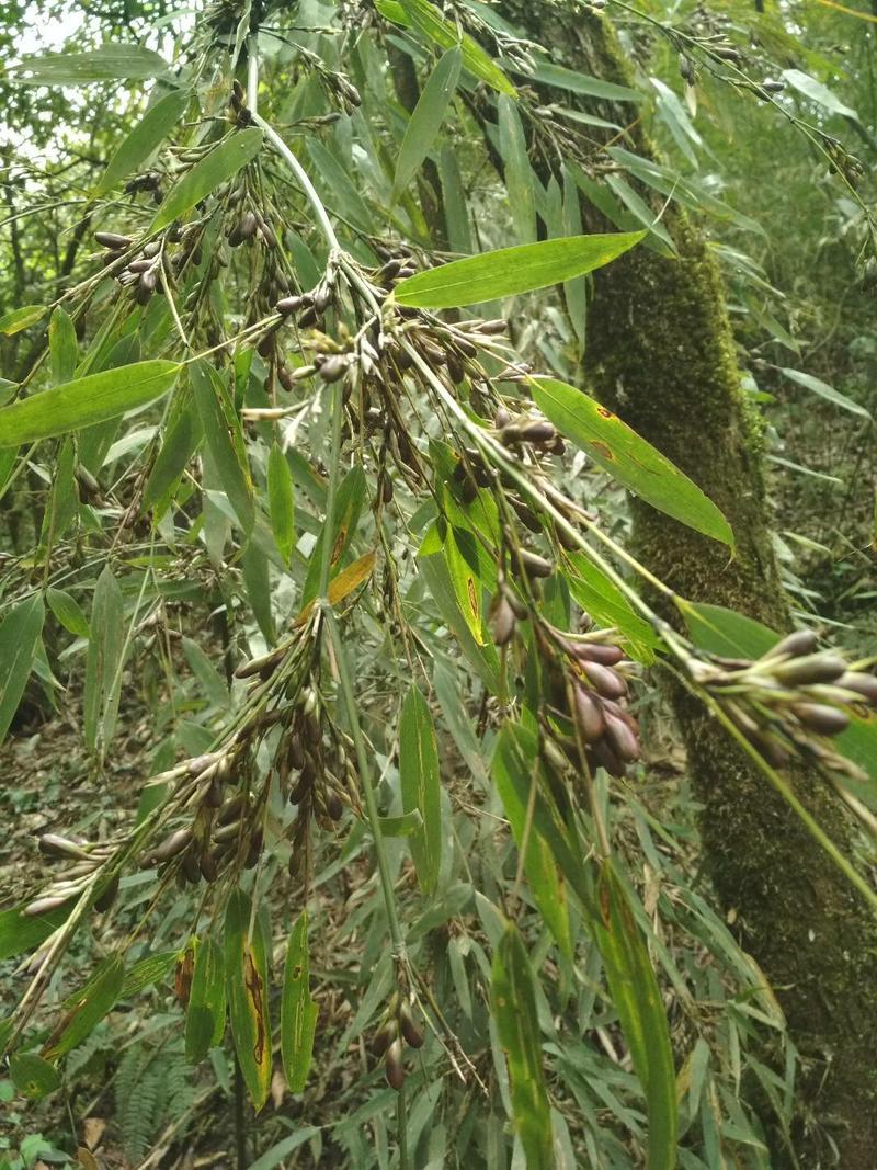 八月竹，竹米。竹米量很少需要的尽快联系