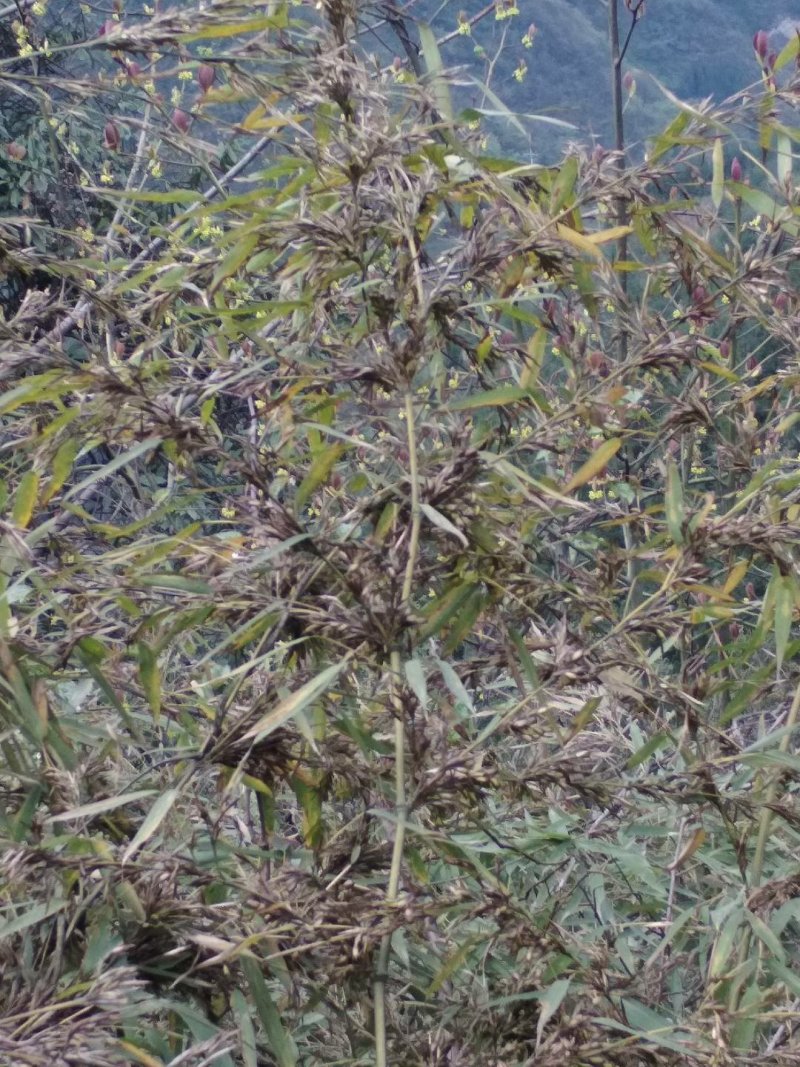 八月竹，竹米。竹米量很少需要的尽快联系