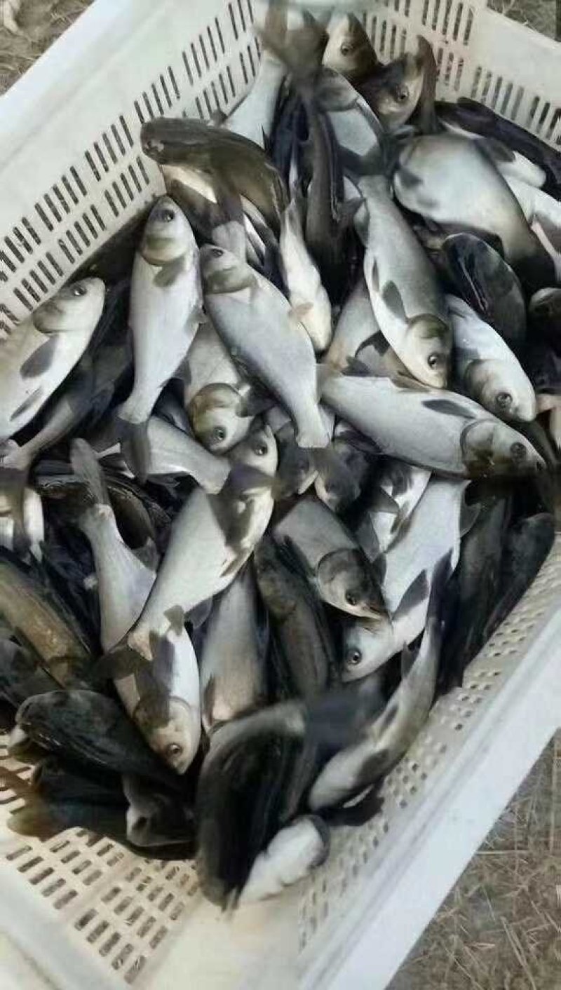 陕西渭南合阳黄河滩，鲢鱼苗