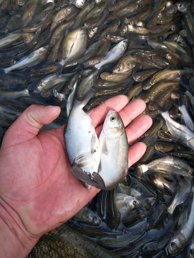 陕西渭南合阳黄河滩，鲢鱼苗