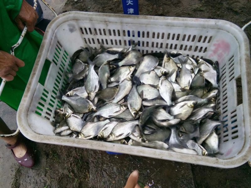 陕西渭南合阳黄河滩，鲢鱼苗