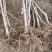 石榴苗，软籽石榴苗泰山红等品种树自家种植量大从优