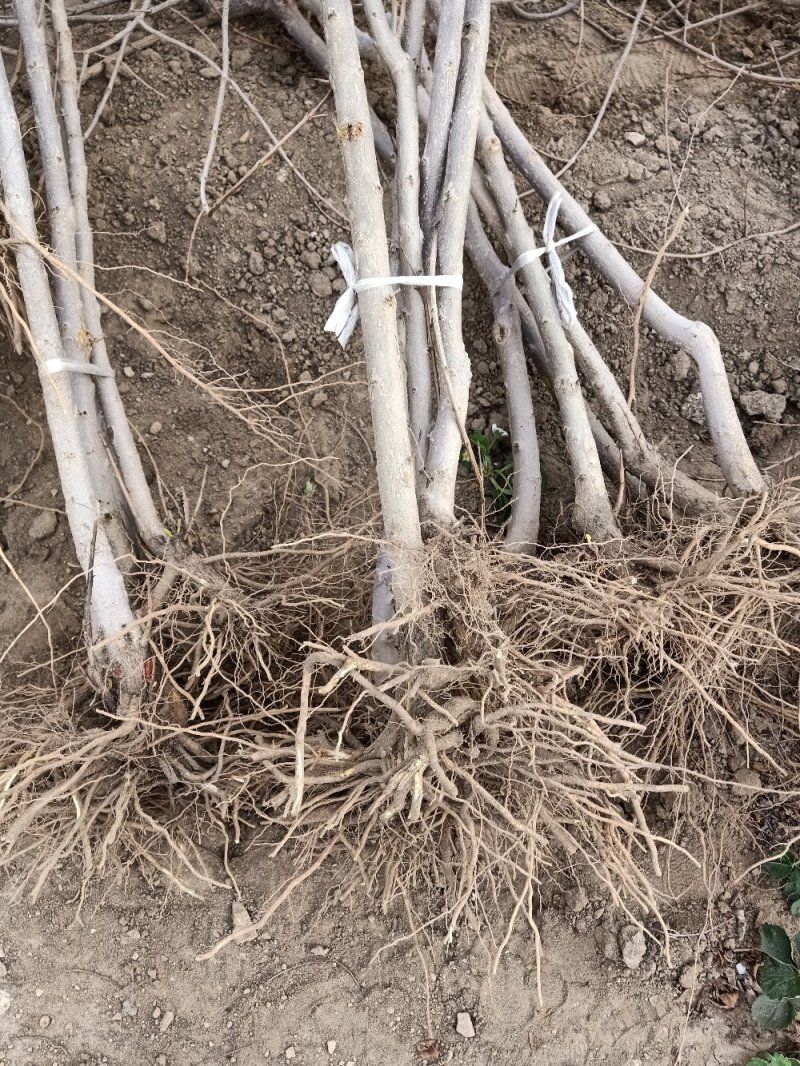 石榴苗，软籽石榴苗泰山红等品种树自家种植量大从优