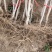 石榴苗，软籽石榴苗泰山红等品种树自家种植量大从优