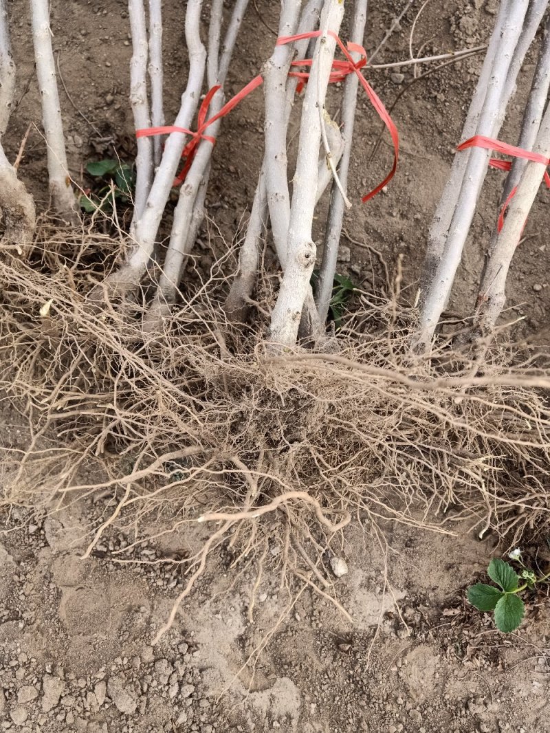 石榴苗，软籽石榴苗泰山红等品种树自家种植量大从优