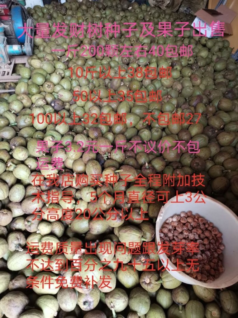 发财树苗发财树种子包邮附加种植技术