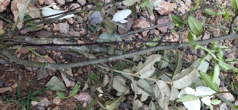 {云南}野生花椒树寄生