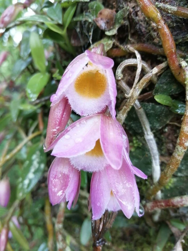 美花石斛（小环钗）