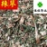辣蓼供应各种中药材辣蓼草辣廖佳佳药业中草药
