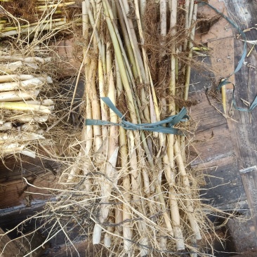 芦苇苗颈生多年生水生植物，挺水植物，绿化苗木，河道用苗