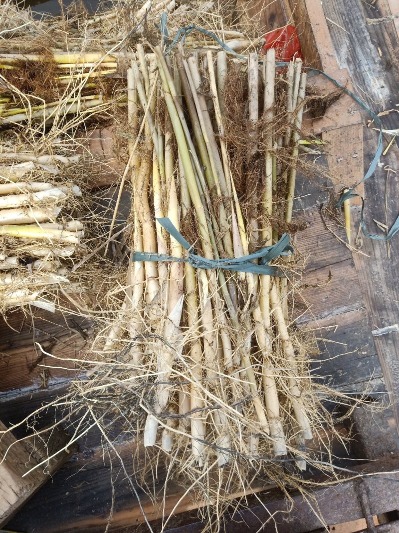 芦苇苗颈生多年生水生植物，挺水植物，绿化苗木，河道用苗
