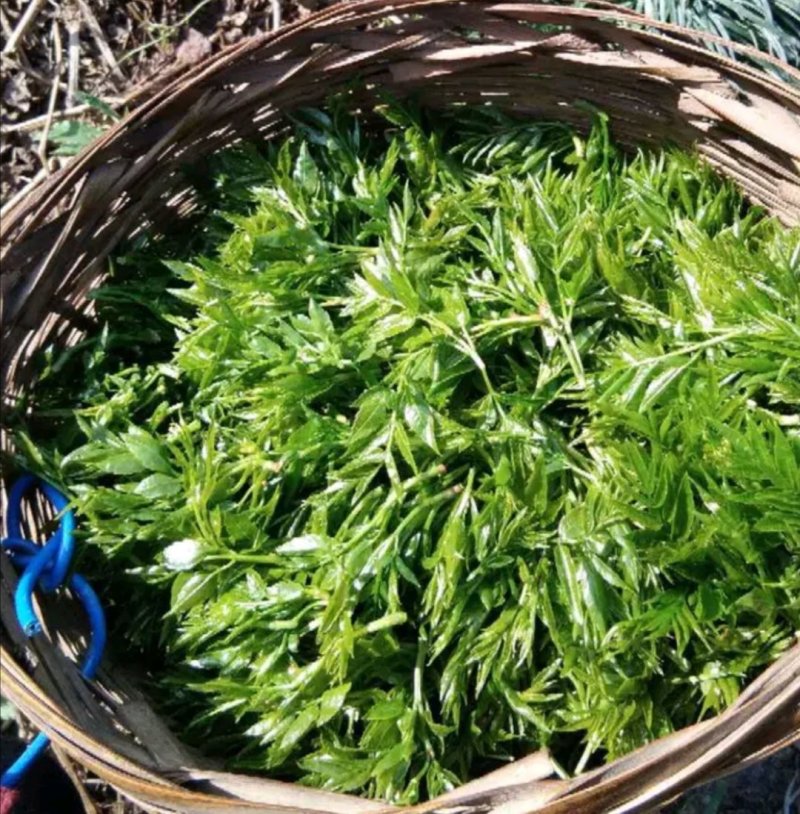 厂家直销，野生藤茶(湖南，广西，云南)，茶叶