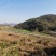 厂家直销，野生藤茶(湖南，广西，云南)，茶叶