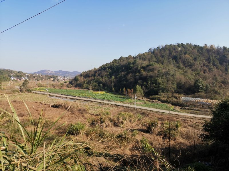 厂家直销，野生藤茶(湖南，广西，云南)，茶叶