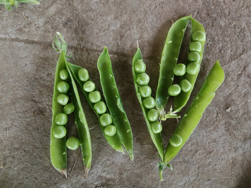 【精选豌豆荚】湖北襄阳千亩青碗豆个头饱满代发农批市场