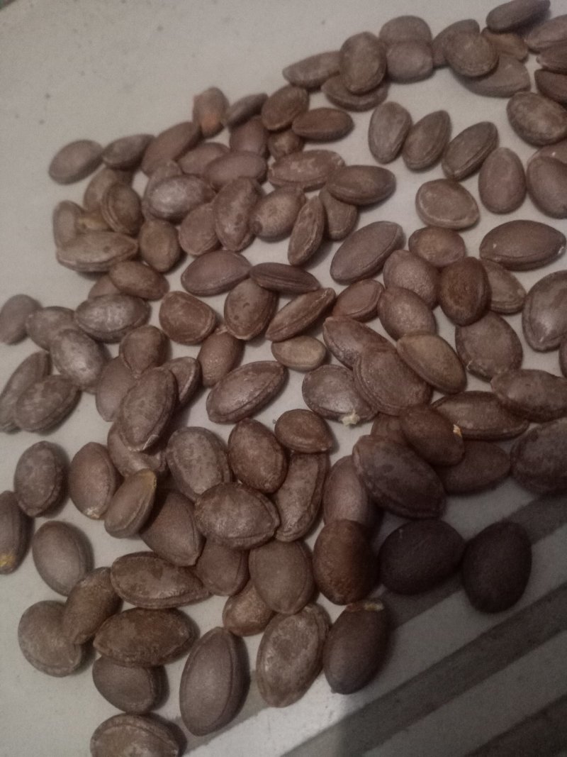 特大号！瓜蒌籽！瓜蒌仁！