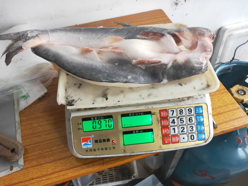巴沙鱼2斤一条大巴沙鱼20斤一件