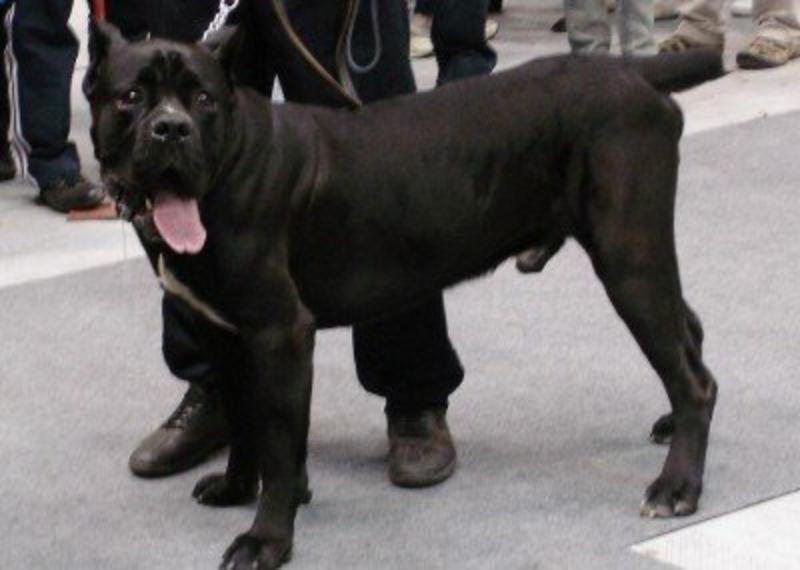 卡斯罗犬，纯种，双血统，品相好大小都有，保证质量跟健康