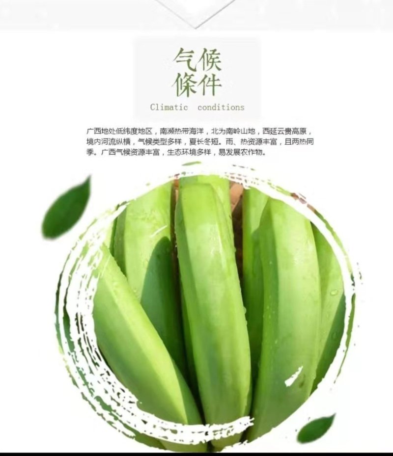 【产地直销】广西新鲜香蕉，无催熟剂，安全更健康