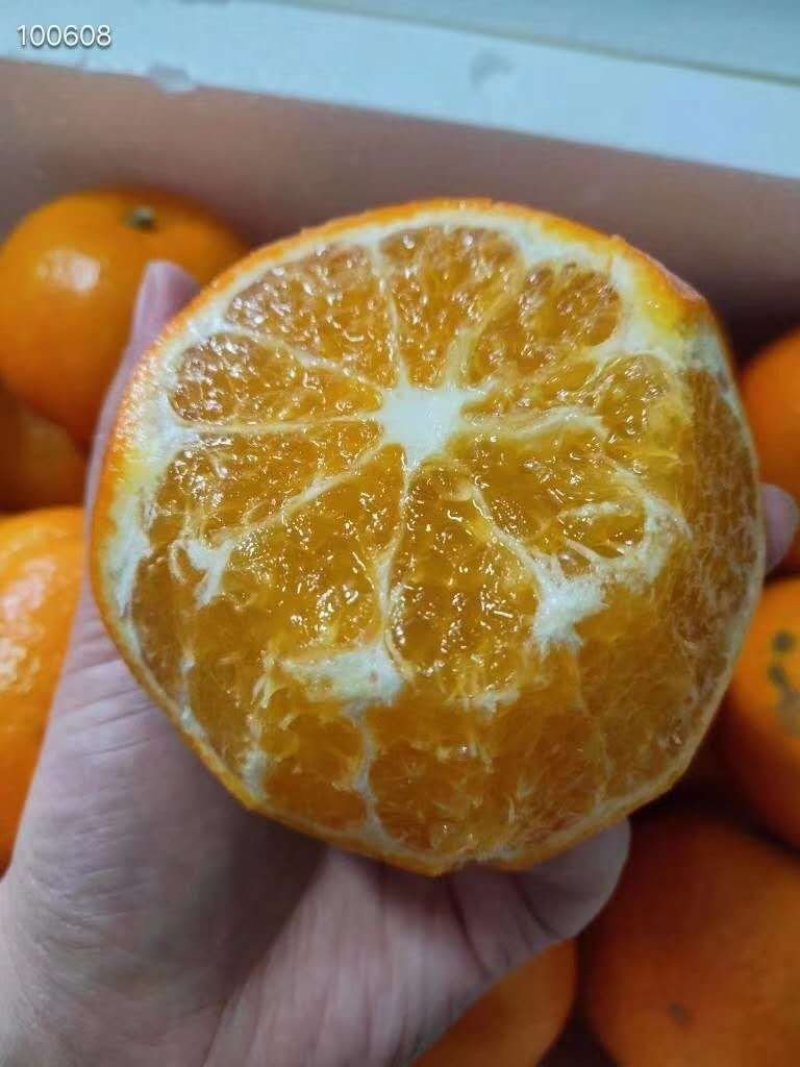 沃柑一件包邮代发